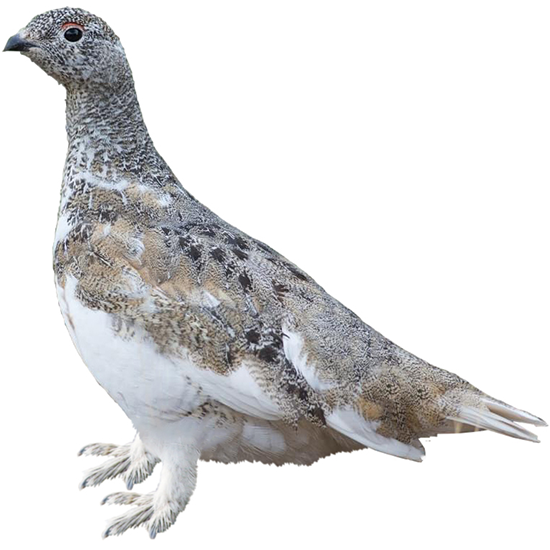 White-tailed Ptarmigan